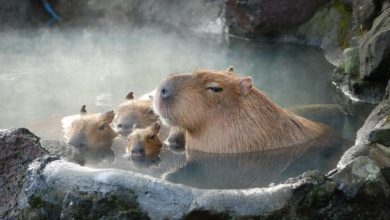 Капибары